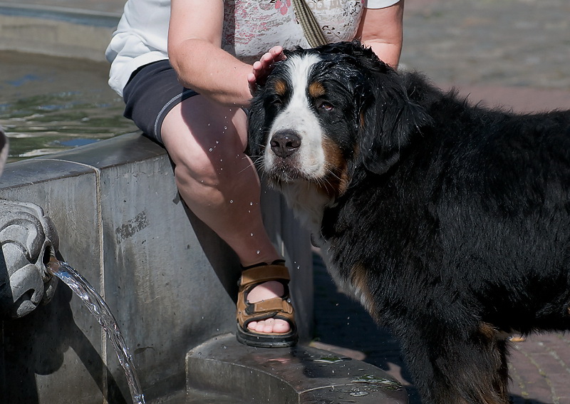 Anton Geldern Straßenmaler D35_9940 als Smart-Objekt-1 Kopie.jpg - Anton wollte gar nicht mehr vom Wasserbrunnen weg. Schon deshalb nicht weil Frauchen immer Wasser über seinen  Kopf träufelte. Als das Thermometer fast 40 Grad anzeigte , sind wir dann kurzentschlossen und auf direktem Wege nach Hause gefahren